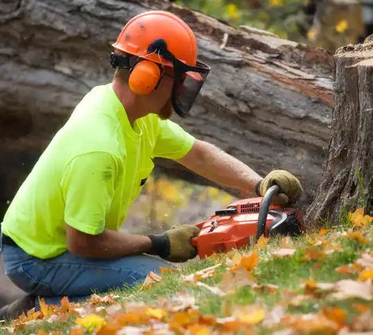 tree services West Bay Shore